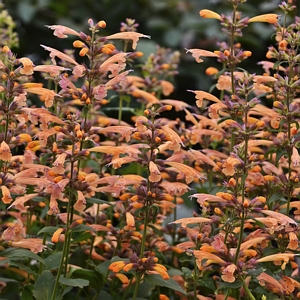 Agastache Mango Tango